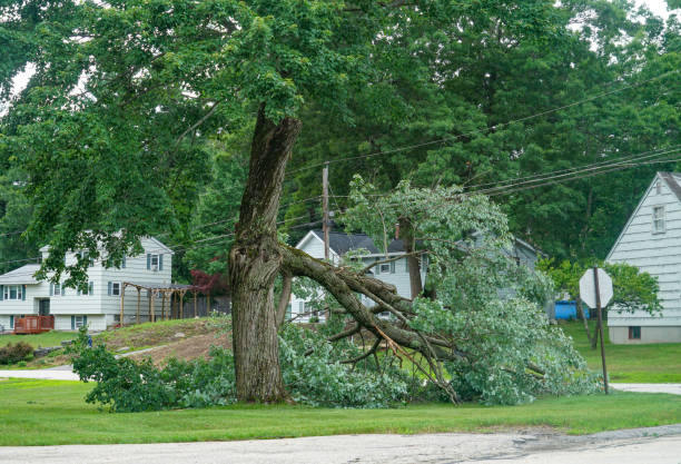 The Steps Involved in Our Tree Care Process in Hummelstown, PA